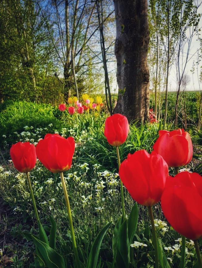 B & B Victors Hof, Met Zwemvijver In Landelijke Setting Lievegem 외부 사진